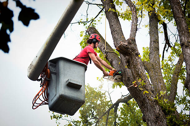 Best Leaf Removal  in Jay, OK